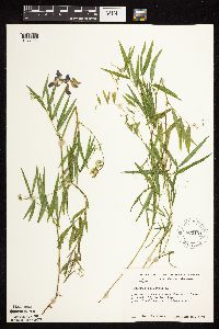 Lathyrus palustris image