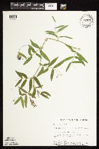 Lathyrus palustris image