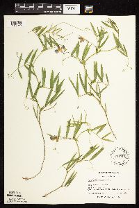 Lathyrus palustris image