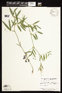 Lathyrus palustris image