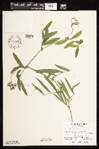 Lathyrus palustris image