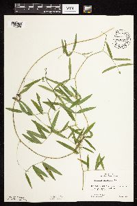 Lathyrus palustris image
