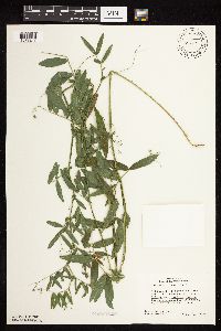 Lathyrus palustris image