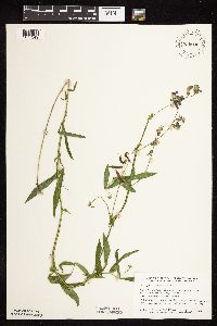 Lathyrus palustris image