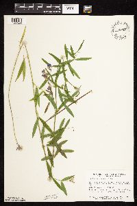 Lathyrus palustris image