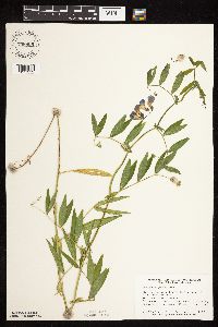 Lathyrus palustris image
