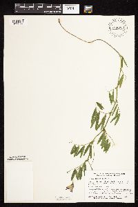 Lathyrus palustris image