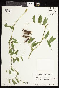 Lathyrus palustris image