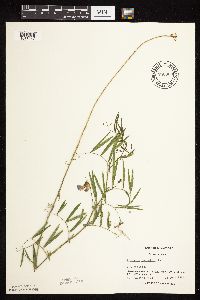 Lathyrus palustris image