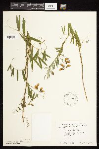 Lathyrus palustris image