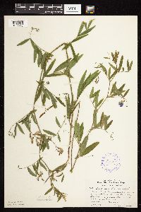 Lathyrus palustris image