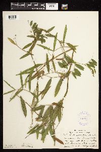 Lathyrus palustris image