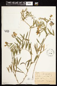 Lathyrus palustris image