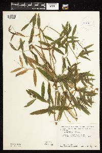 Lathyrus palustris image