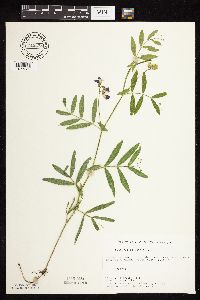 Lathyrus palustris image