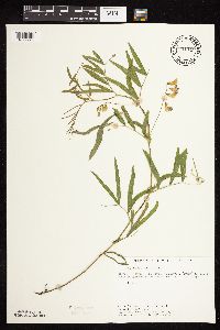 Lathyrus palustris image