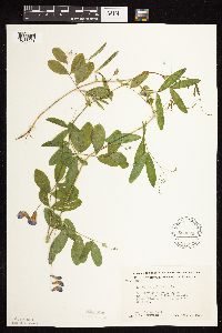 Lathyrus palustris image