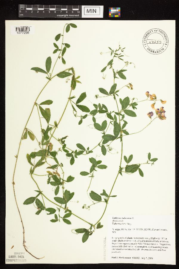 Lathyrus tuberosus image