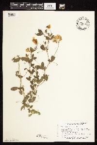 Lathyrus tuberosus image