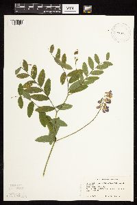 Lathyrus venosus image