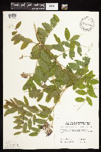 Lathyrus venosus image