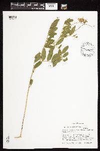 Lathyrus venosus image