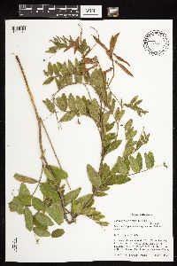 Lathyrus venosus image