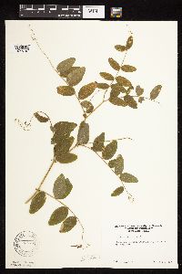 Lathyrus venosus image