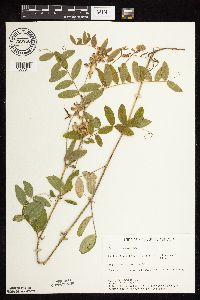 Lathyrus venosus image