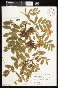 Lathyrus venosus image