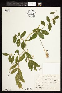 Lathyrus venosus image