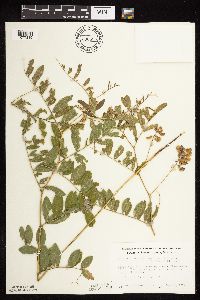 Lathyrus venosus image