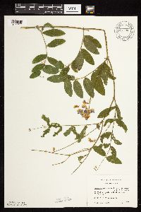 Lathyrus venosus image