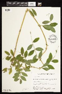 Lathyrus venosus image