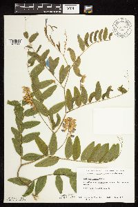 Lathyrus venosus image