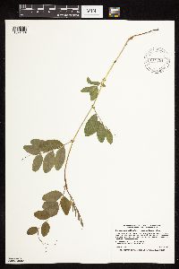 Lathyrus venosus image