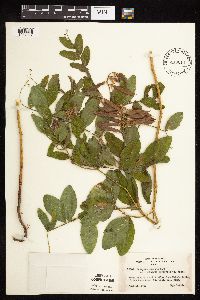 Lathyrus venosus image