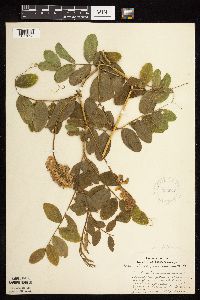 Lathyrus venosus image