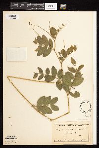Lathyrus venosus image