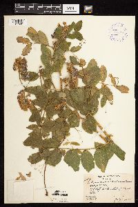 Thumbnail image of current specimen