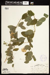 Lathyrus venosus image