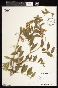 Lathyrus venosus image