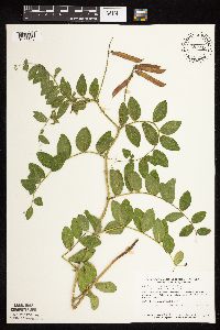 Lathyrus venosus image