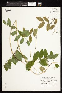 Lathyrus venosus image