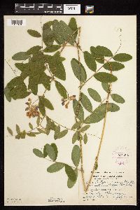 Lathyrus venosus image