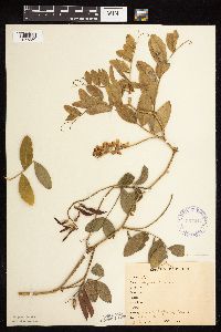 Lathyrus venosus image