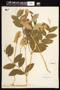 Lathyrus venosus image