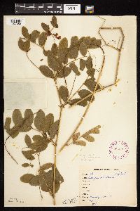 Lathyrus venosus image