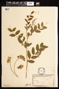 Lathyrus venosus image