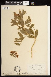 Lathyrus venosus image